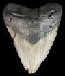 Bargain, Megalodon Tooth - North Carolina #52291-1
